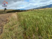 VENTA DE TERRENO EN CARCHI GARCIA MORENO, 3 HA CON AGUA DE RIEGO