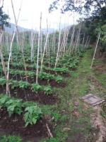 TERRENO DE 2.200 M2 EN CAHUASQUI, URCUQUI, IMBABURA