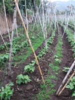 TERRENO DE 2.200 M2 EN CAHUASQUI, URCUQUI, IMBABURA