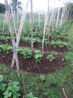 TERRENO DE 2.200 M2 EN CAHUASQUI, URCUQUI, IMBABURA