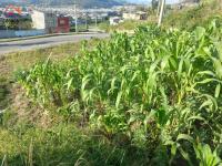 TERRENO ESQUINERO DE VENTA EN OTAVALO SECTOR MACHANGARA, 160 M2