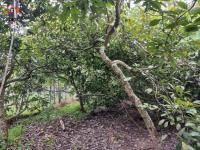 SE VENDE 2 LOTES DE 600 M2 EN IBARRA SECTOR GUAYLLABAMBA
