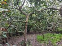 SE VENDE 2 LOTES DE 600 M2 EN IBARRA SECTOR GUAYLLABAMBA