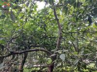 SE VENDE 2 LOTES DE 600 M2 EN IBARRA SECTOR GUAYLLABAMBA