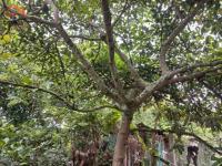 TERRENO DE VENTA EN IBARRA SECTOR GUAYLLAMBAMBA, 600 m2