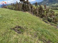 SE VENDE 8,5 HECTÁREAS EN CAYAMBE, PESILLO SECTOR LA CHIMBA