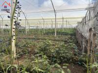 SE VENDE 6,6 HECTÁREAS CON INVERNADEROS DE FLORES EN CARCHI, GARCÍA MORENO