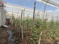 SE VENDE 6,6 HECTÁREAS CON INVERNADEROS DE FLORES EN CARCHI, GARCÍA MORENO