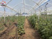 SE VENDE 6,6 HECTÁREAS CON INVERNADEROS DE FLORES EN CARCHI, GARCÍA MORENO