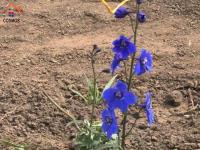 SE VENDE 6,6 HECTÁREAS CON INVERNADEROS DE FLORES EN CARCHI, GARCÍA MORENO