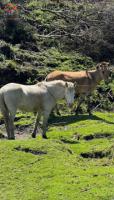 HACIENDA DE VENTA EN COTACACHI SECTOR URCUSIQUI, 66 HECTÁREAS