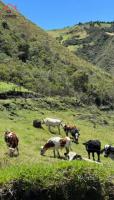 HACIENDA DE VENTA EN COTACACHI SECTOR URCUSIQUI, 66 HECTÁREAS