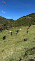 HACIENDA DE VENTA EN COTACACHI SECTOR URCUSIQUI, 66 HECTÁREAS