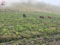 HACIENDA DE VENTA EN OTAVALO SECTOR MOJANDITA DE CURUBI