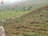 HACIENDA DE VENTA EN OTAVALO SECTOR MOJANDITA DE CURUBI