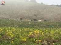 HACIENDA DE VENTA EN OTAVALO SECTOR MOJANDITA DE CURUBI