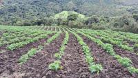 HACIENDA DE VENTA EN OTAVALO SECTOR MOJANDITA DE CURUBI - 339 HA