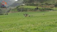 VENTA DE HACIENDA EN CAYAMBE, 92 HECTÁREAS