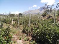 TERRENO DE VENTA EN ATUNTAQUI, SANTA BERTHA, 14.000 m2