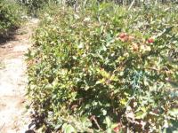 TERRENO DE VENTA EN ATUNTAQUI, SANTA BERTHA, 14.000 m2