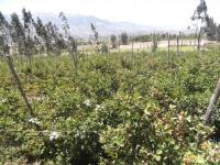 TERRENO DE VENTA EN ATUNTAQUI, SANTA BERTHA, 14.000 m2