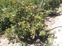 TERRENO DE VENTA EN ATUNTAQUI, SANTA BERTHA, 14.000 m2