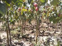 TERRENO DE VENTA EN ATUNTAQUI, SANTA BERTHA, 14.000 m2