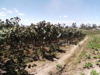 TERRENO DE VENTA EN ATUNTAQUI, SANTA BERTHA, 14.000 m2