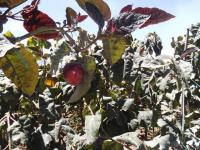 TERRENO DE VENTA EN ATUNTAQUI, SANTA BERTHA, 14.000 m2