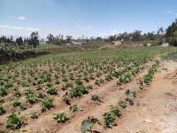 TERRENO DE VENTA EN ATUNTAQUI, SANTA BERTHA, 14.000 m2