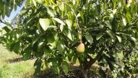 PROPIEDAD DE 7.500 M2 EN SAN ROQUE SECTOR CEROTAL 