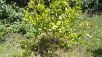 PROPIEDAD DE 7.500 M2 EN SAN ROQUE SECTOR CEROTAL 