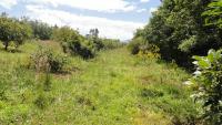 PROPIEDAD DE 7.500 M2 EN SAN ROQUE SECTOR CEROTAL 