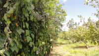 PROPIEDAD DE 7.500 M2 EN SAN ROQUE SECTOR CEROTAL 