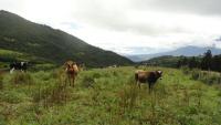 VENDO HACIENDA DE 116 HECTAREAS EN OTAVALO IMBABURA ECUADOR