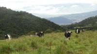 VENDO HACIENDA DE 116 HECTAREAS EN OTAVALO IMBABURA ECUADOR