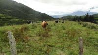 VENDO HACIENDA DE 116 HECTAREAS EN OTAVALO IMBABURA ECUADOR