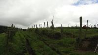 VENDO HACIENDA DE 116 HECTAREAS EN OTAVALO IMBABURA ECUADOR