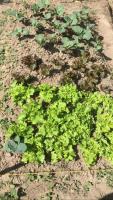 TERRENO CON CASA DE CAMPO DE VENTA EN CHALTURA, 7.500 M2