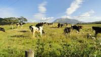 VENDO HACIENDA EN IBARRA