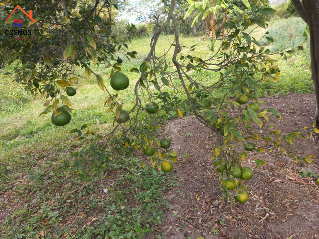 Venta de finca en Mascarilla — foto 24